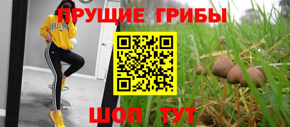 Балаково  Псилоцибиновые грибы прущие грибы  Вход с VPN 